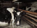 Услуги по искусственному осеменению коров для граждан Верхнекетского района