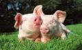 Владельцы свиноводческих хозяйств будут содержать животных по новым правилам