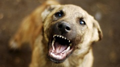 Заключен муниципальный контракт на отлов беспривязных собак 